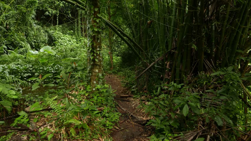 POV walk through rainforest path, glide shot, exotic plants around. First person view, struggle through tropical forest, clear ground pathway, surrounded by overgrowth plant. High humidity, wet leaves Royalty-Free Stock Footage #13158335