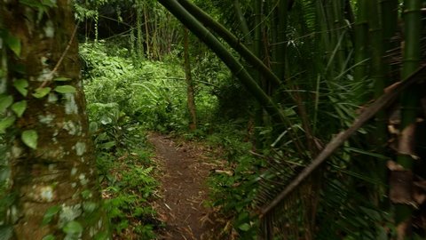 POV walk through rainforest path, glide shot, exotic plants around. First person view, struggle through tropical forest, clear ground pathway, surrounded by overgrowth plant. High humidity, wet leaves