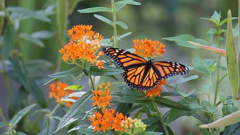 Monarch (Danaus Plexippus)  Butterfly  Sucking Nectar