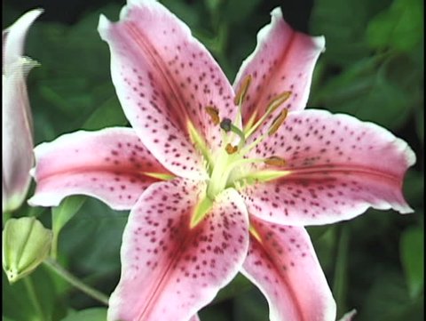 lily opening time lapse