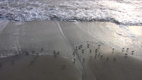 Baby sandpipers swarm on the beach at sunset and then fly away.