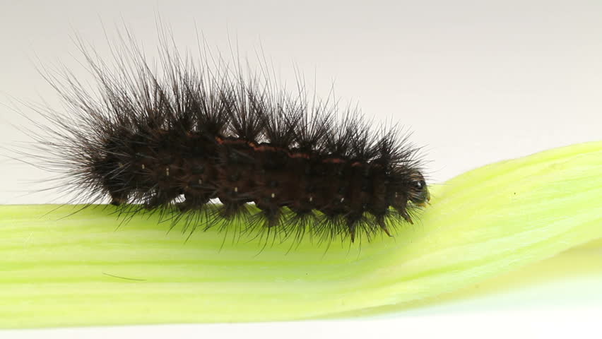 black caterpillar crawling. closeup