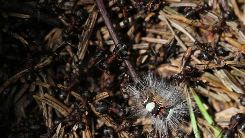 ants attacking a caterpillar. closeup