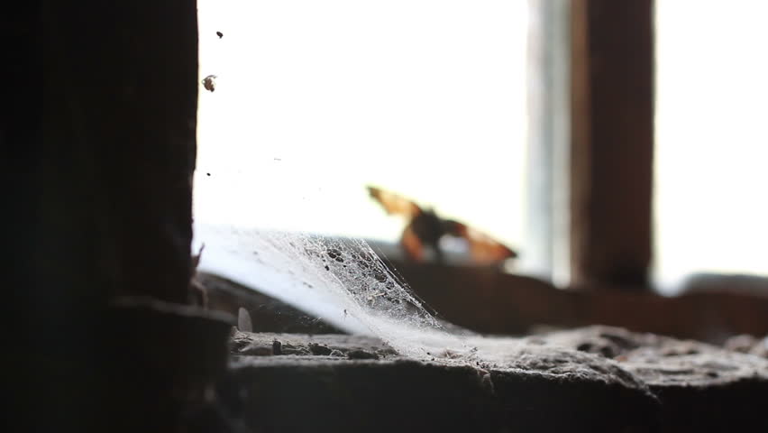 butterfly on the window of an abandoned house