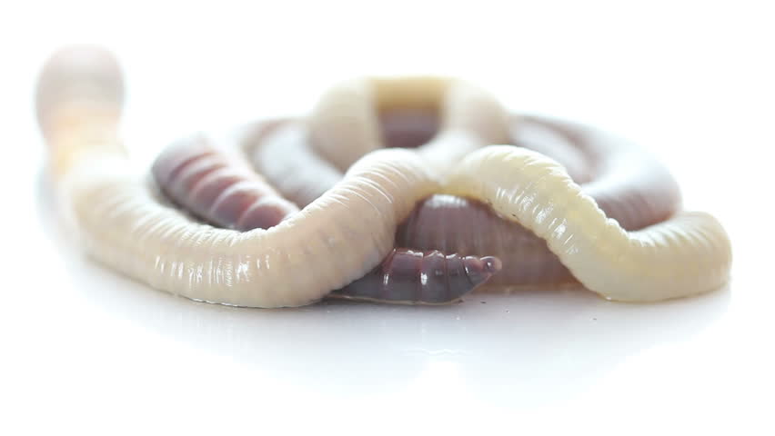 rain worm closeup on a white background