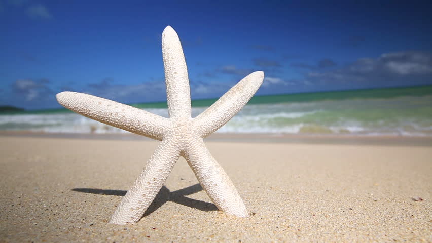 starfish on caribbean sandy beach travel Stock Footage Video (100% ...