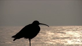 Silhouette of a sandpiper on a wall at sunset.