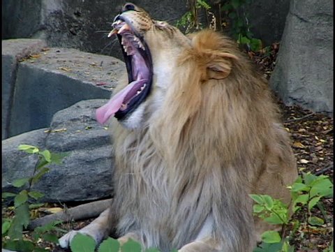 lion yawns