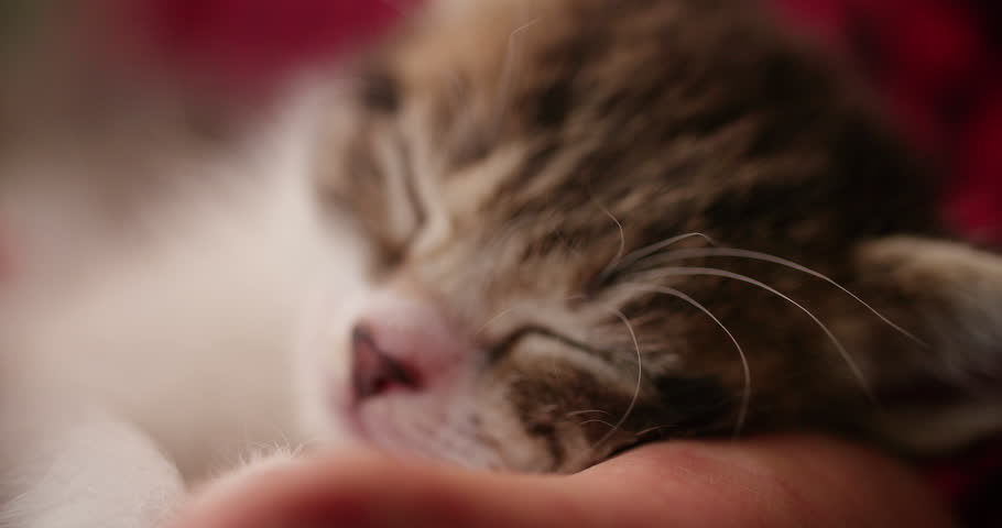 Cute little tabby kitten sleeping peacefully in a man's hands with it's paws sticking out
