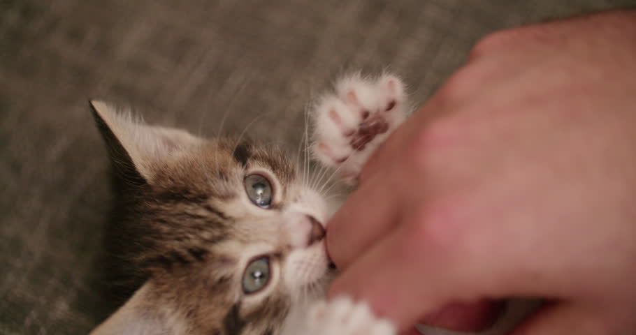 Cute little tabby kitten playing and using it's paws to hold onto a man's hand while he is tickling it's tummy