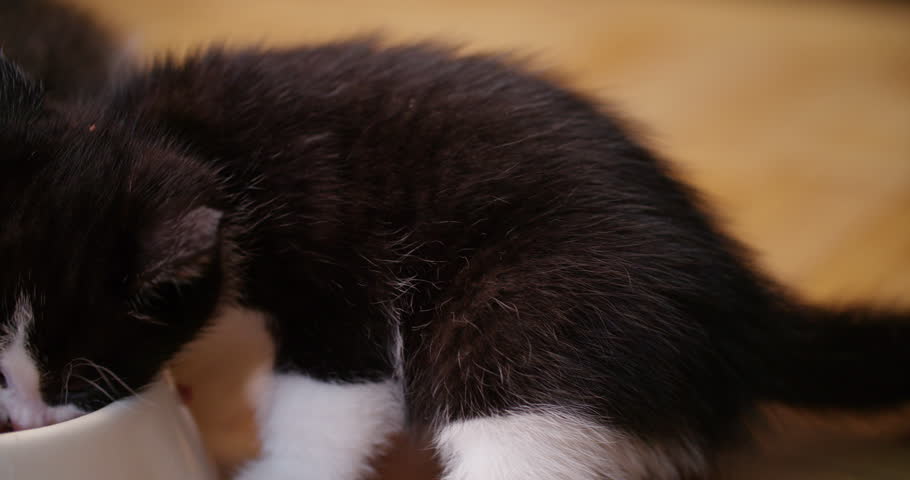 Three tabby kittens eating cat food together with their heads all in one bowl