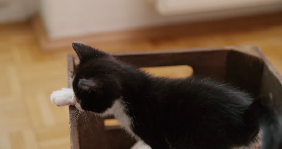 Cute little kittens behaving curiously and trying to climb over the edge of a box made of wood
