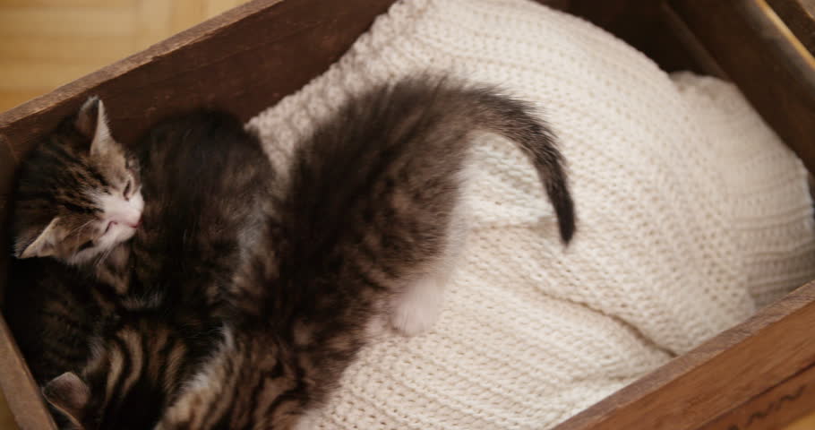 Cute little tabby kittens sleeping peacefully together on a cosy blanket