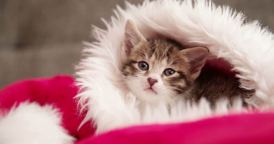 Adorable little tabby kitten ready to be given as a christmas present, looking cute while curled up in a furry red and white santa hat looking at the camera