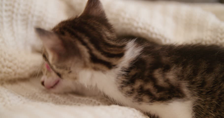 Little cosy kittens huddled together on a couch with a blanket, one of then sleeping peacefully