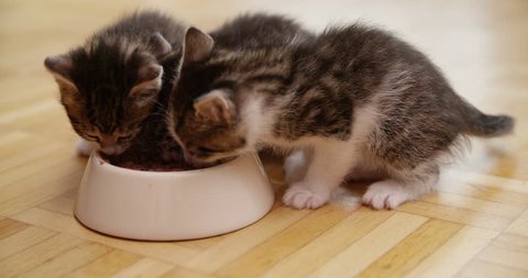 A litter of kittens from the same family eating healthy cat food from a bowl together on the wooden floor of a kitchen