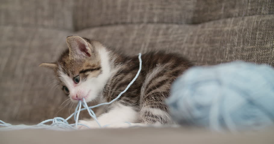 fluffy kittens on a couch looking curious and playing with a big ball of blue wool