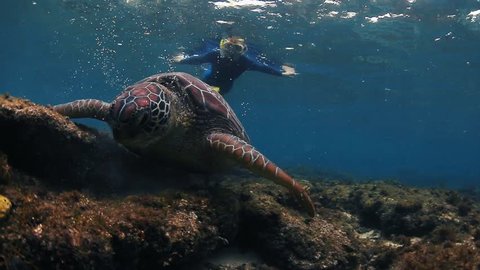 Turtle grazing on the coral reef with lady snorkeling on the background
