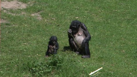 Bonobo family in green enviroment baby playing