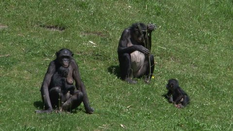 Bonobo family in green enviroment baby playing