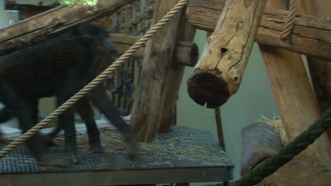 Bonobo monkeys climbing in the zoo