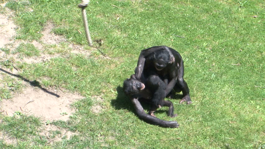 Bonobo Monkeys Mating Sex On Stock Footage Video 100 -5456
