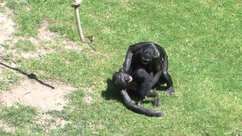 Bonobo monkeys mating sex on grass in the zoo