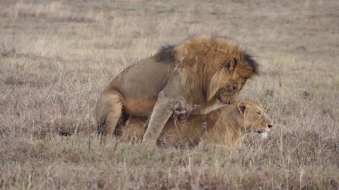 Lions have sex in the savannah (close up). Safari in Tanzania 