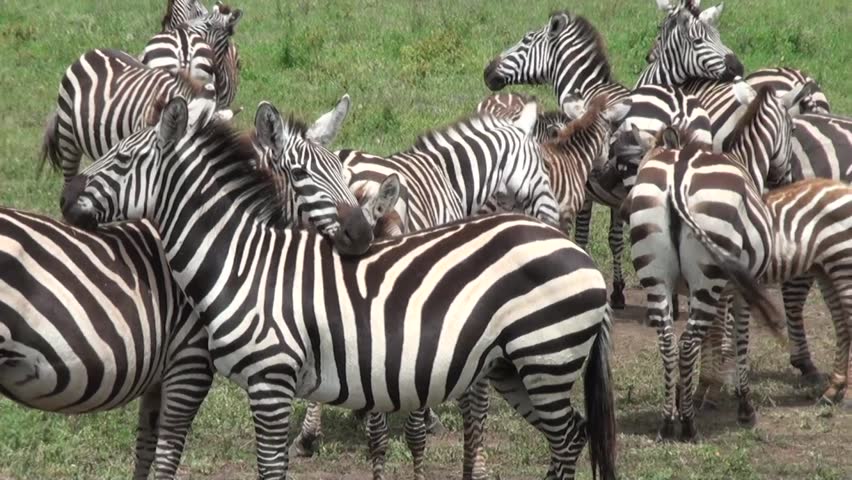 Herd of Zebras (many Zebras, Stock Footage Video (100% Royalty-free