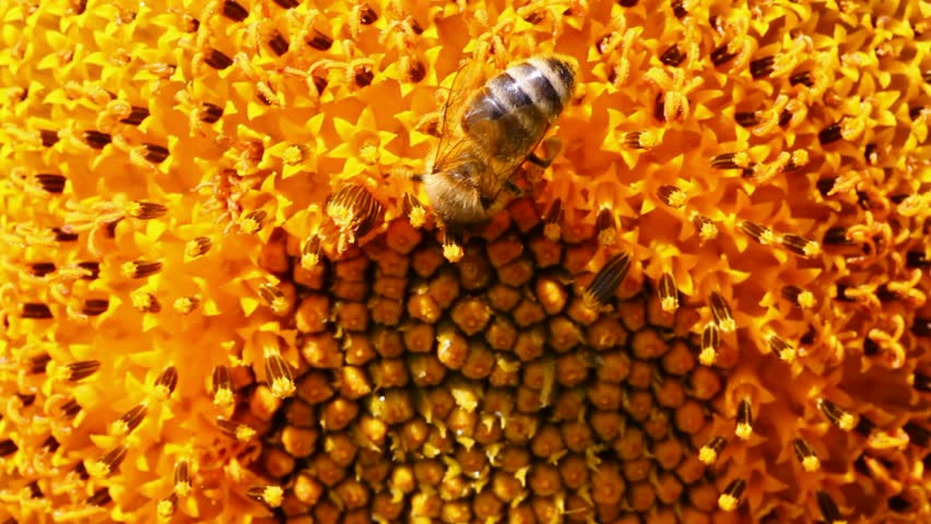 bee pollination on sunflower macro