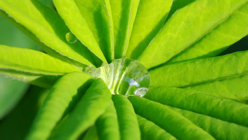water drop on green leaf macro