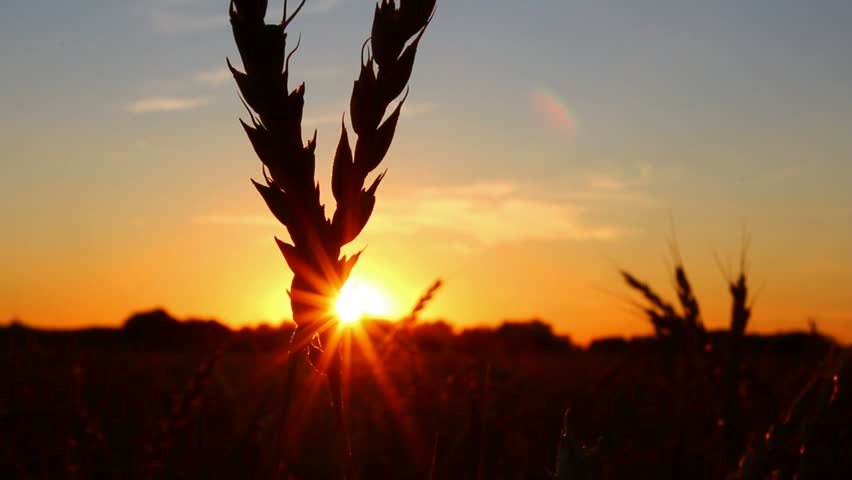 wheat ears against sun set
