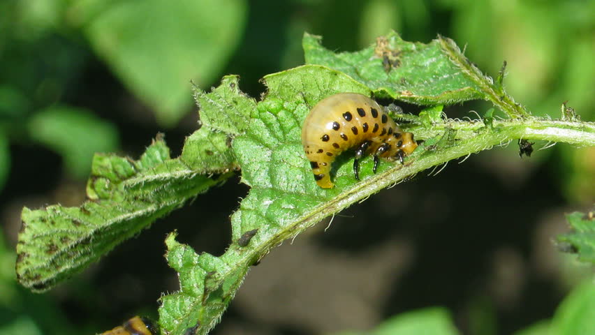 colorado beetle larva (leptinotarsa decemlineata) - agriculture pest, timelapse