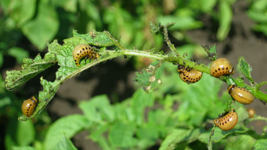colorado beetle larva (leptinotarsa decemlineata) - agriculture pest, timelapse
