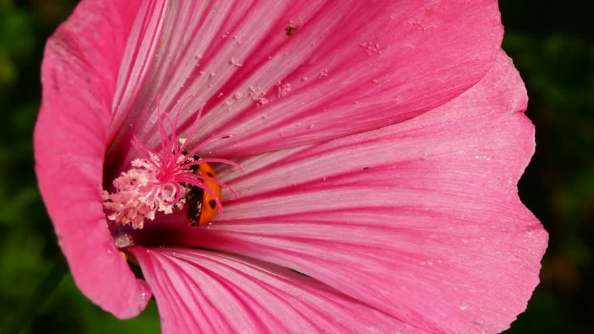 ladybug on pink flower macro