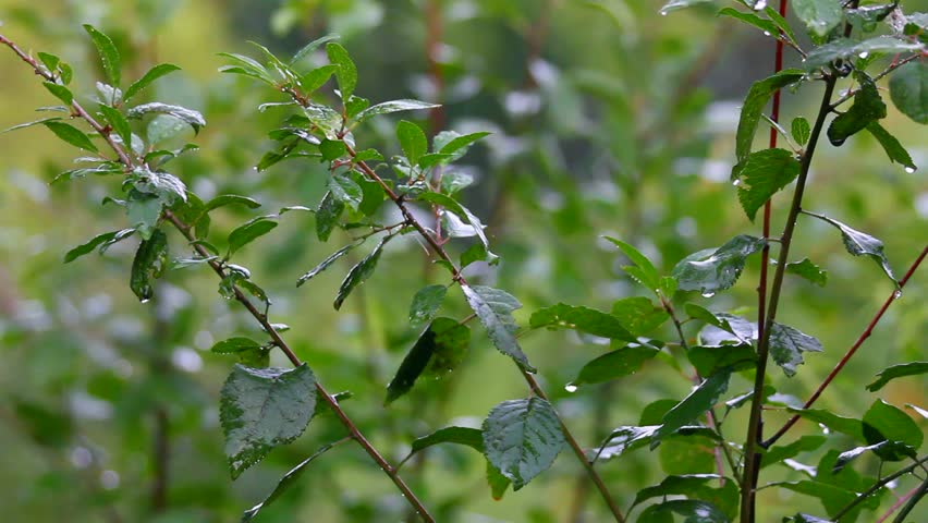 green leaves under rain