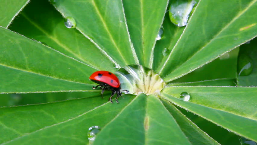 Ladybag and water drop on green leaf macro