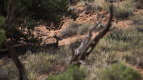 Scenes of deer in Arches National Park