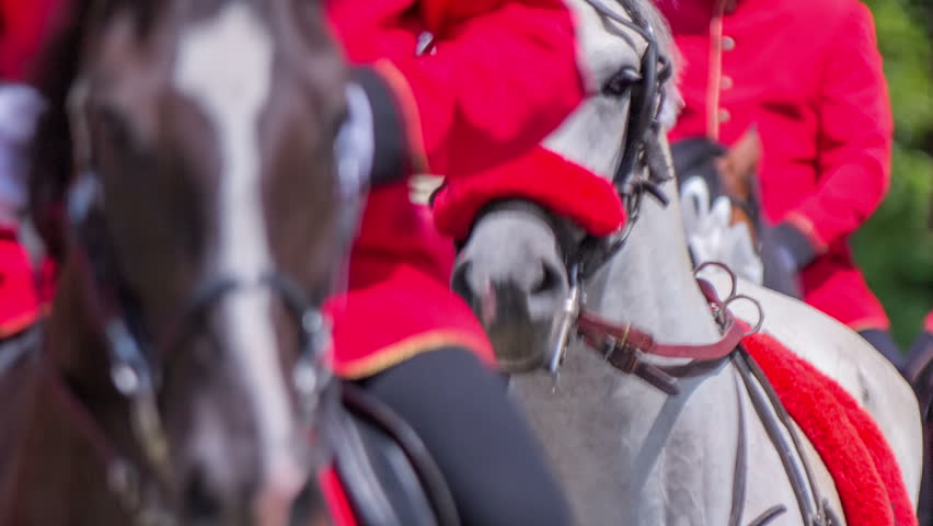 In this video, we can see a beautiful white horse pulling a carriage together with other two horses. Close-up shot.