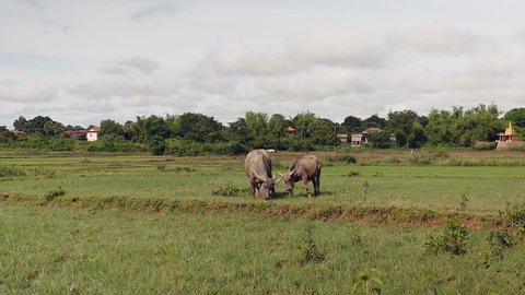 Water buffaloes tied up with rope grazing in a field