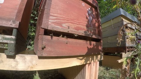 Several bee hives placed in a garden in summer. Timelapse with movement