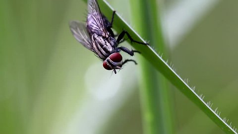Fly on the outdoor pasture ,Tropical  Asian Thailand