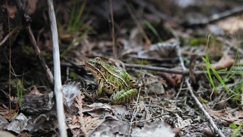 Medium shot of a frog in a forest, Tobermory, Ontario, Canada