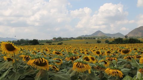 Sunflowers farm/field around the mountain in Thailand
