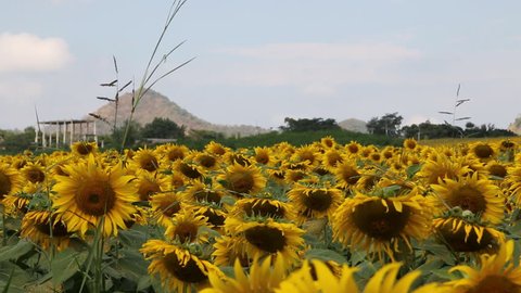 Sunflowers farm/field around the mountain in Thailand