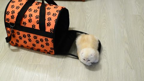 Kitten sitting near the bag carrying the apartment