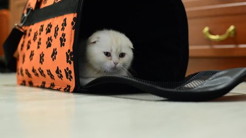 Kitten sitting in the bag carrying at  apartment
