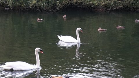 pair of white swans swim on st james's park lake in london, england