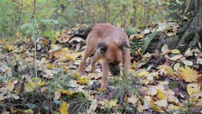 dog eats grass autumn/dog in the woods eating grass among yellow maple leaves in the forest