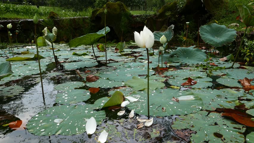 Rainy Pond View Lotus Leaves Stock Footage Video 100 Royalty Free 13237973 Shutterstock